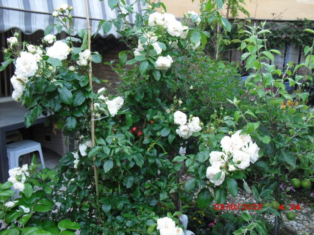 witte roos op stam …