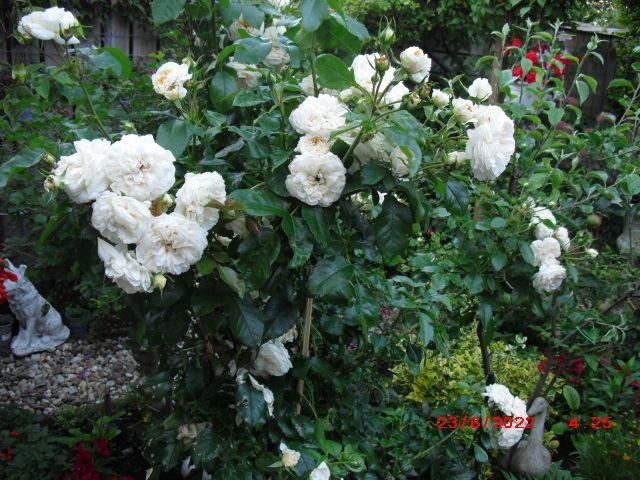 witte roos op stam …