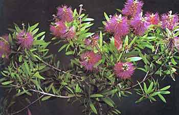 callistemon1+lampenpoetsplant.jpg