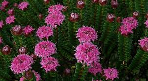 Pimelea+Ferruginea.jpg