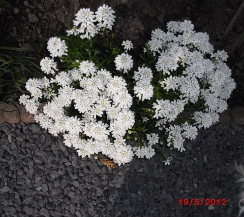 bloem+wit...jpg